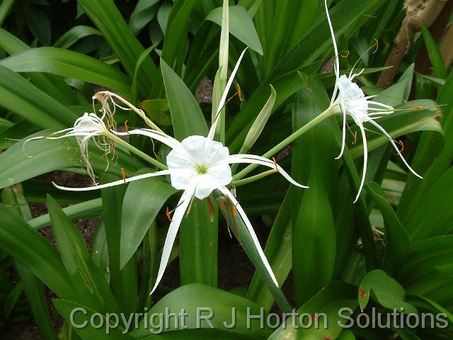 Hymenocallis_4 (1)